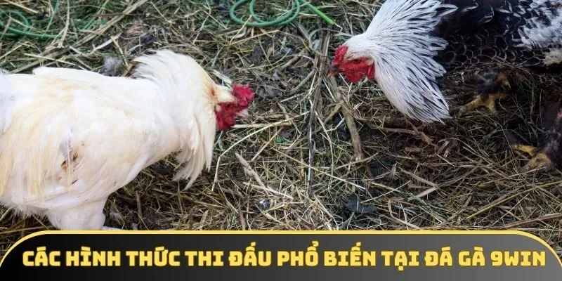 Tổng hợp các hình thức thi đấu tại đá gà 9win Tổng hợp các hình thức thi đấu tại đá gà 9win